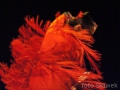 DSC07688.JPG
